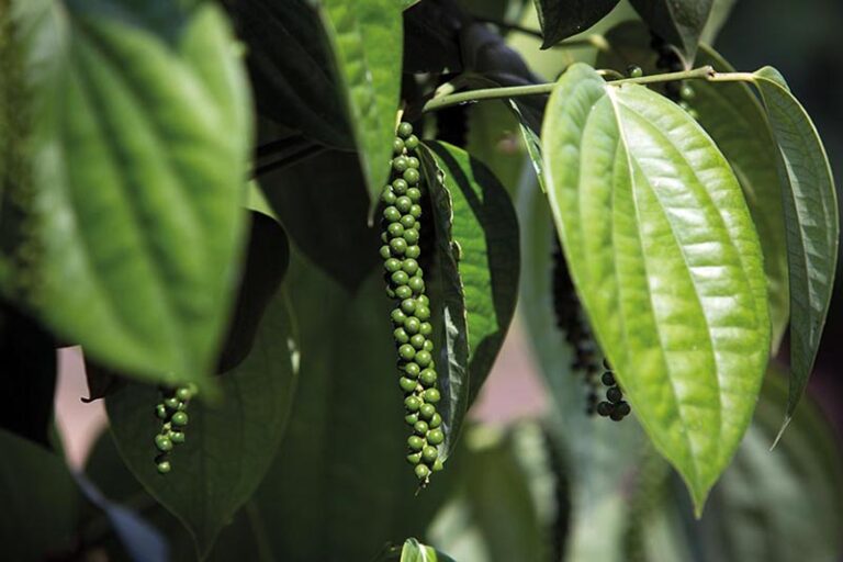 Desafios e Oportunidades: O Futuro da Pimenta-do-Reino no Espírito Santo Desafios e Oportunidades: O Futuro da Pimenta-do-Reino no Espírito Santo