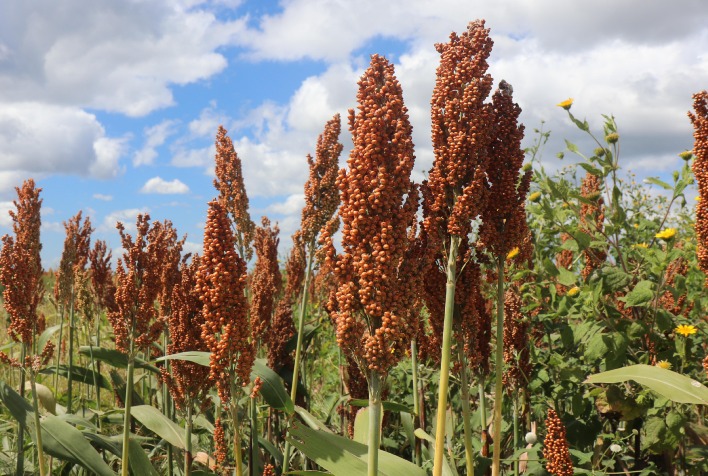 Getap Lança Prêmio Nacional para Sorgo e Impulsiona a Cultura no Brasil Getap Lança Prêmio Nacional para Sorgo e Impulsiona a Cultura no Brasil