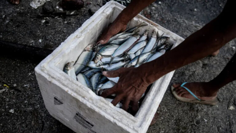 Nova Lei da Pesca Sustentável: Principais Aspectos e Benefícios Nova Lei da Pesca Sustentável: Principais Aspectos e Benefícios