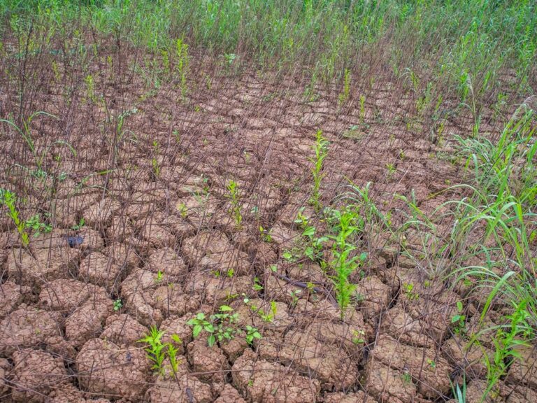 Bahia Registra Emergência em 5 Municípios Devido à Estiagem Crítica Bahia Registra Emergência em 5 Municípios Devido à Estiagem Crítica
