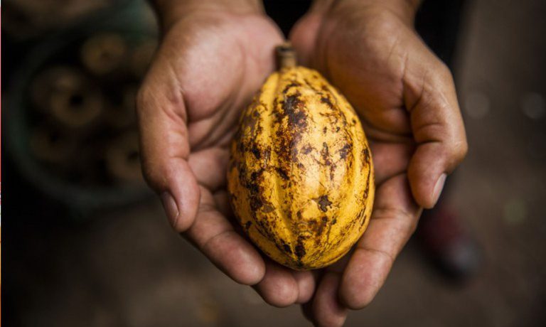 Governo Edita MP Para Proteger Produtores de Cacau no Brasil Governo Edita MP Para Proteger Produtores de Cacau no Brasil
