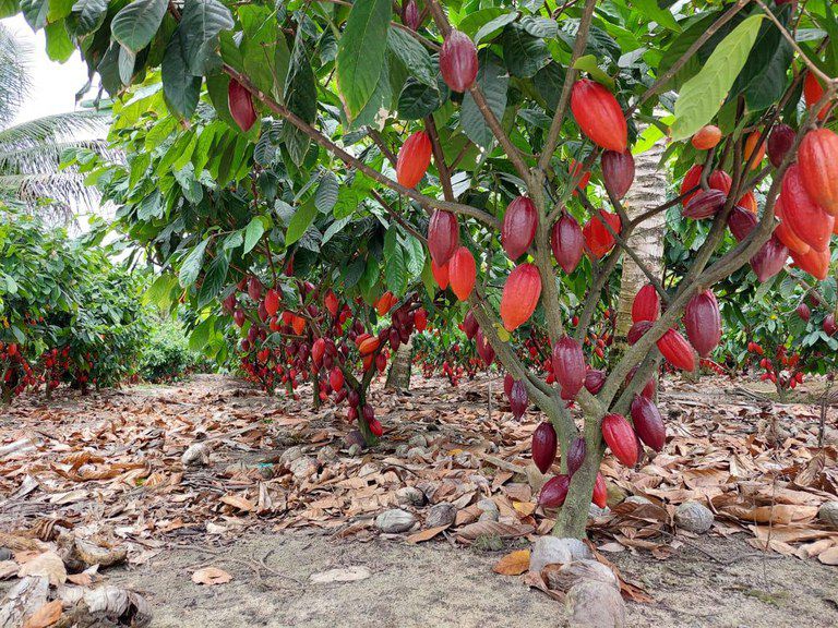 Recuperação do Solo: Produtores da Bahia Utilizam Remineralização para Fortalecer Fruticultura Recuperação do Solo: Produtores da Bahia Utilizam Remineralização para Fortalecer Fruticultura