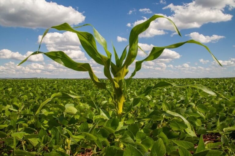 Luiz Eduardo Magalhães: Polo do Agronegócio em Ascensão na Bahia