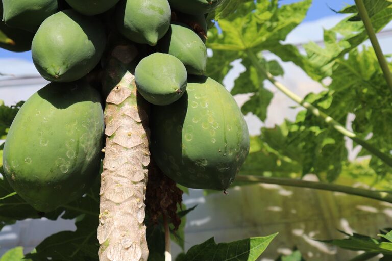 Queda nos Preços do Mamão no Espírito Santo e na Bahia: Aumento de Oferta Impacta Mercado Queda nos Preços do Mamão no Espírito Santo e na Bahia: Aumento de Oferta Impacta Mercado
