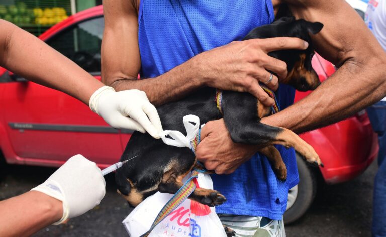 Salvador: Agendamento para Castração Gratuita de Cães e Gatos Abertos Salvador: Agendamento para Castração Gratuita de Cães e Gatos Abertos
