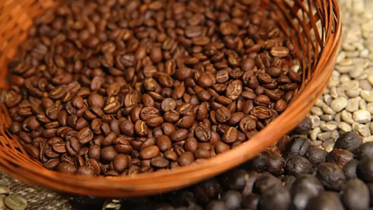 Bahia domina produção de café no Nordeste e destaca potencial para cafés especiais Bahia domina produção de café no Nordeste e destaca potencial para cafés especiais